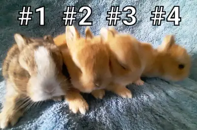 Great Featured Purebred Netherland Dwarf baby bunny rabbit, #Great for a gift for relieving from Pen...