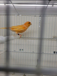 AMERICAN  MALE AND FEMALE CANARY AVAILABLE AT PETS KINGDOM 