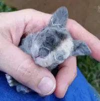 Bébés lapins & lapines Astrex ( Très rare )