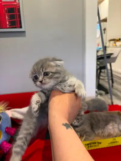 Scottish Fold (male & female) Chinchillas, View more
