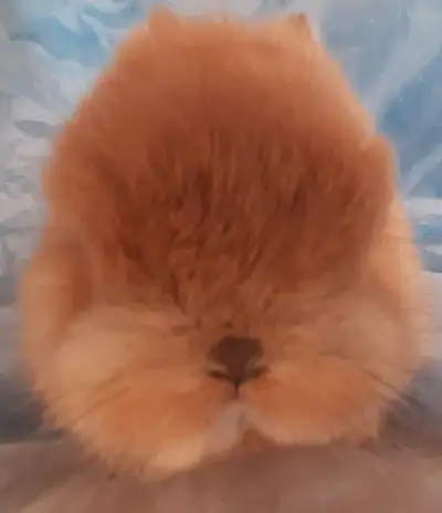 Top Featured Purebred Netherland Dwarf, Holland Lop baby bunny r, View more