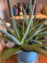 Aloe Vera Indoor Plants