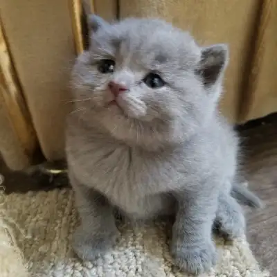 Adorable Scottish Fold and Straight blue shorthair and one longhair kittens. They are from purebred...