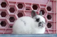 Bébés lapins mâles et femelles Nain Polonais