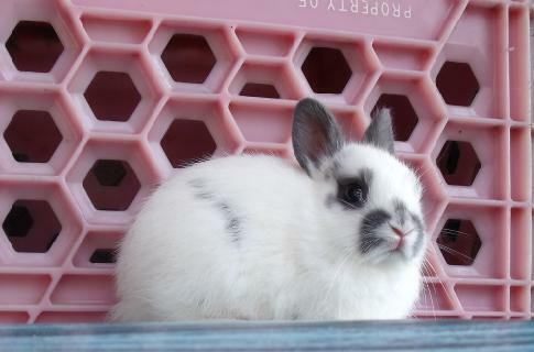 Bébés lapins mâles et femelles Nain Polonais dans Petits animaux à adopter  à Ville de Montréal