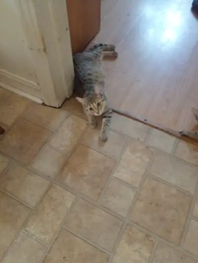 2 chaton a vendre 50$ chacun 2 moi, View more
