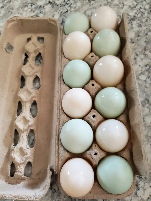 FOR SALE in Livestock in Owen Sound - Image 2