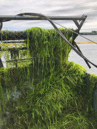 Aquatic Weed Removal/Harvesting