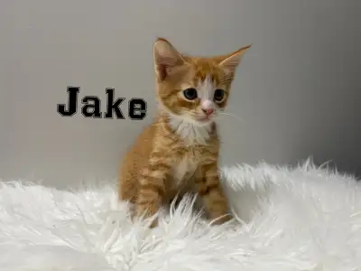 Kittens! 8 weeks old and ready, View more