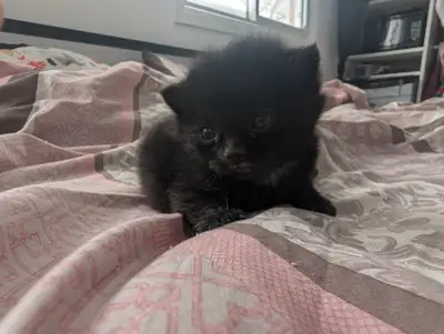 Male Maine coon tabby kittens, View more