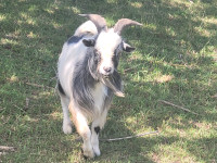 1.5yr old pygmy goat buck (intact)
