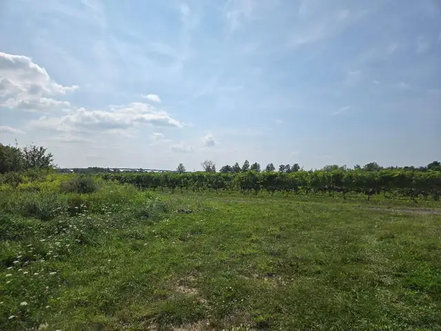 Vineyard  Niagara On The Lake in Ontario in Canada - Image 4
