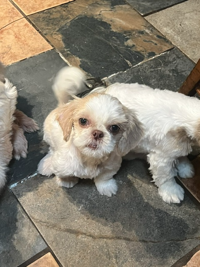 Male green eyed shih tzu HOUSE TRAINED/ready to go!, View more
