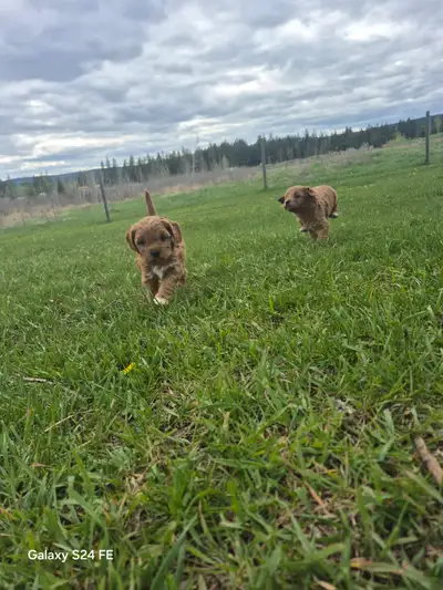 We have 2 adorable Cavapoo boys looking for their forever homes! They will come with their 1st vacci...