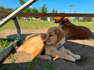 14 week old Golden Retriever Male. He is extremely sweet and well socialized. Vet exam, first set of...