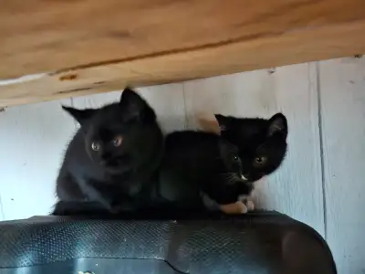 2 girls KITTEN 8weeks, View more