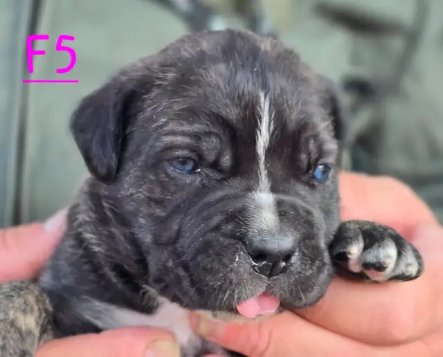 WORLD CLASS CANE CORSO PUPPIES in Dogs & Puppies for Rehoming in Vancouver - Image 16