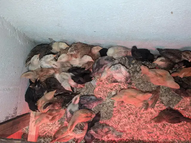 Oeufs couleurs de poule pondeuse fécondés* colored hatching eggs in Birds for Rehoming in City of Montréal - Image 9