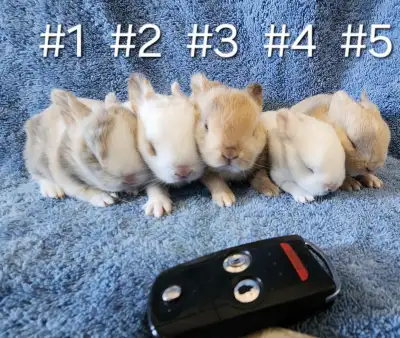 Good Featured Purebred Netherland Dwarf, Holland Lop, bunny rabbit, #Great for a gift for relieving...