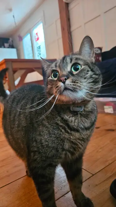 Looking for my forever home, View more