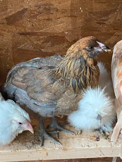 Ameraucana pullet, View more