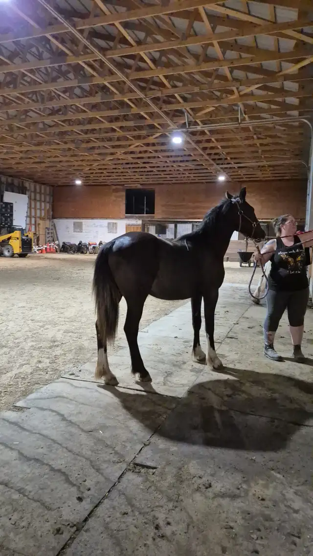Gypsy X Yearling Filly in Horses & Ponies for Rehoming in Owen Sound - Image 6