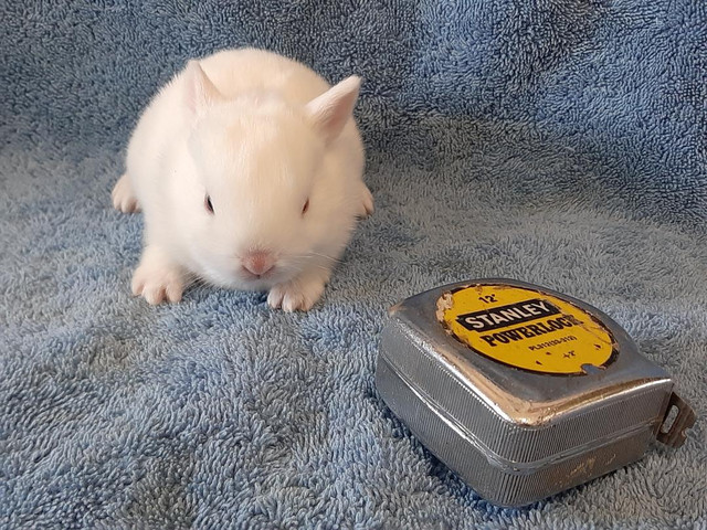 Good Featured BlueEye White Purebred Netherland Dwarf baby bunny in Small Animals for Rehoming in City of Toronto - Image 4