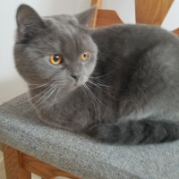 Scottish straight blue shorthair male registered in CCA/AFC