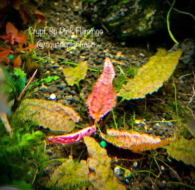 Aquarium aquatic plants moss bucephalandra *huge list* in Fish for Rehoming in Markham / York Region - Image 2