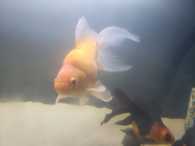 Two Goldfish in Fish for Rehoming in Saskatoon - Image 2