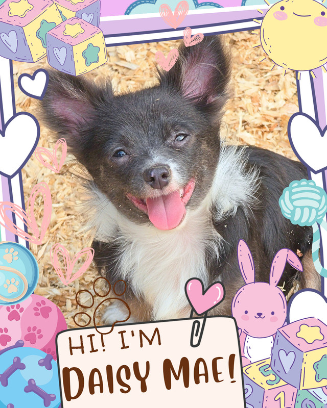 ❤️ Meet Daisy-Mae! ❤️ Tiny Chihuahua Puppy Raised with Love ❤️ in Dogs & Puppies for Rehoming in Ottawa