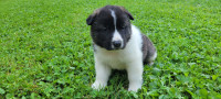American Akita puppies ready to go