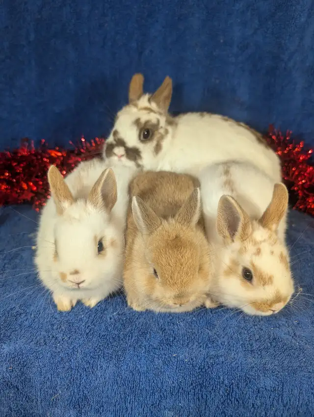 Extraordinary Holland lops & Netherland dwarfs in Small Animals for Rehoming in City of Toronto - Image 11
