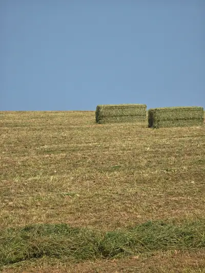 Large Square Bales of mixed hay. 3X3X7.5 bales. 50/50 alfalfa grass mix. 14 cents a pound or $120 by...