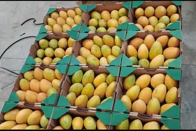 Looking for business partner or investor for goods importing, View more