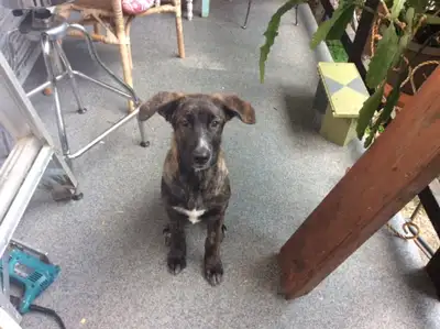 Mère croisement berger australien Malamute Père Berger Allemand Lili est la fille d'une portée de 9...