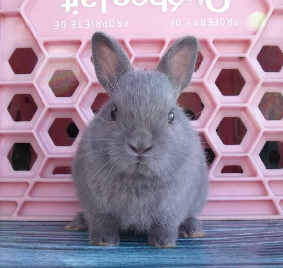 Bébés lapins & lapines Nain Polonais dans Petits animaux à adopter  à Laurentides - Image 2