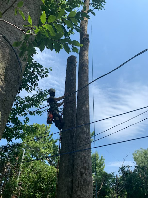 Pruning and Tree Trimming595971078452029443