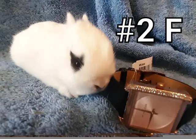 Great Featured Purebred Netherland Dwarf bunny rabbit, #Great fo in Small Animals for Rehoming in Mississauga / Peel Region - Image 4