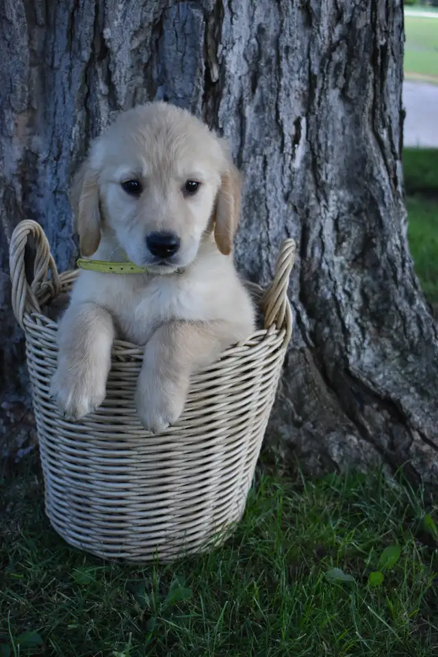 Purebred Golden Retriever Puppies in Dogs & Puppies for Rehoming in Oakville / Halton Region - Image 4