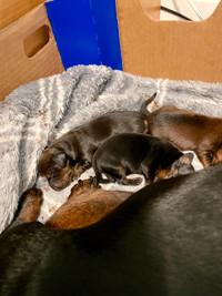 Rare Purebred Dachshund Puppies