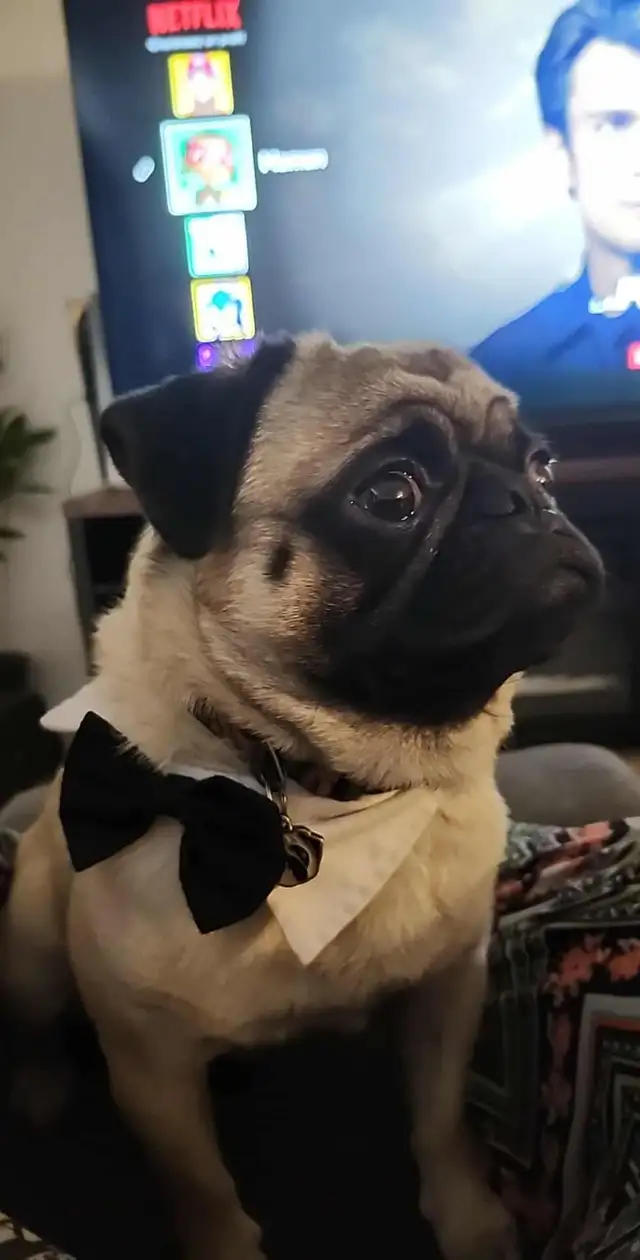 Mes petits trésor ! Pug carlin in Dogs & Puppies for Rehoming in Lanaudière - Image 10
