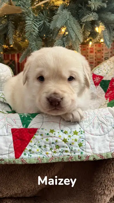 Yellow Lab/Retriever Puppies, View more