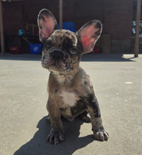 Luxury Micro French Bulldogs - Pet Homes Only