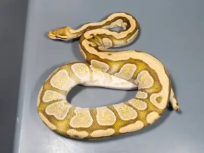 Ball Pythons For Sale, View more