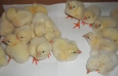 Fertilized Cornish X eggs available. Meat bird eggs, adults can dress up to 14 lbs Please contact fo...