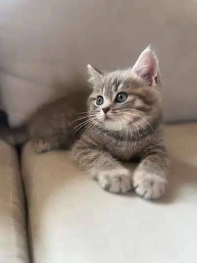 Purebred Scottish/BSH Kittens, View more