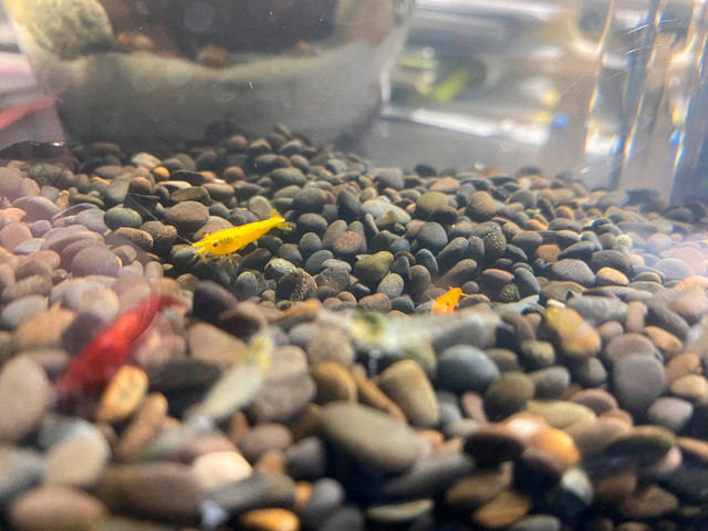 Skittles Shrimp in Fish for Rehoming in Ottawa - Image 2