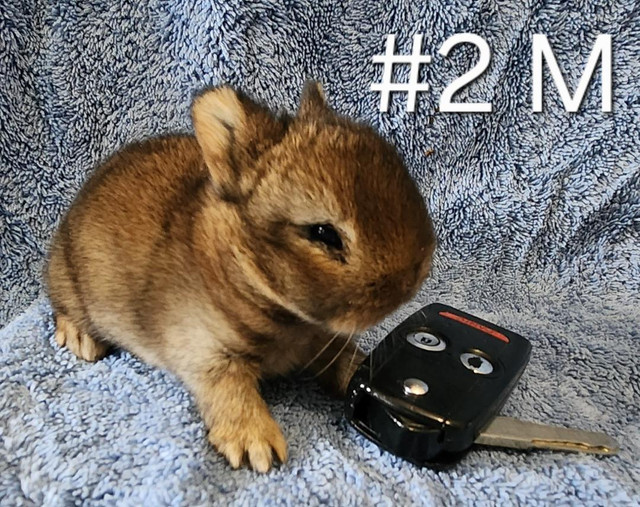 Top Featured Purebred Netherland Dwarf bunny rabbit, #Great for in Small Animals for Rehoming in Oshawa / Durham Region - Image 3