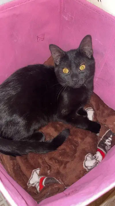 Male Cat for Rehoming, View more